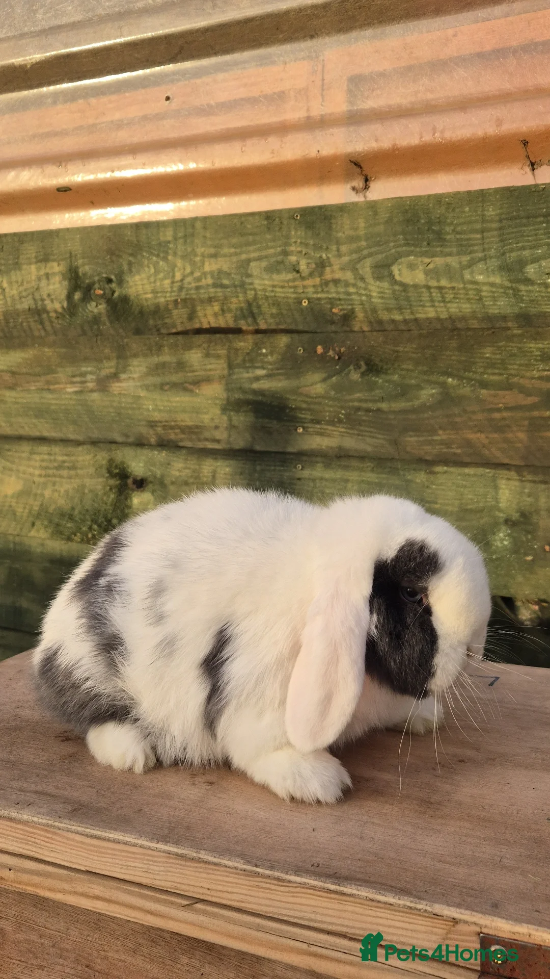 Mini Lop rabbits for sale: Mini lop boys  - Advert 2