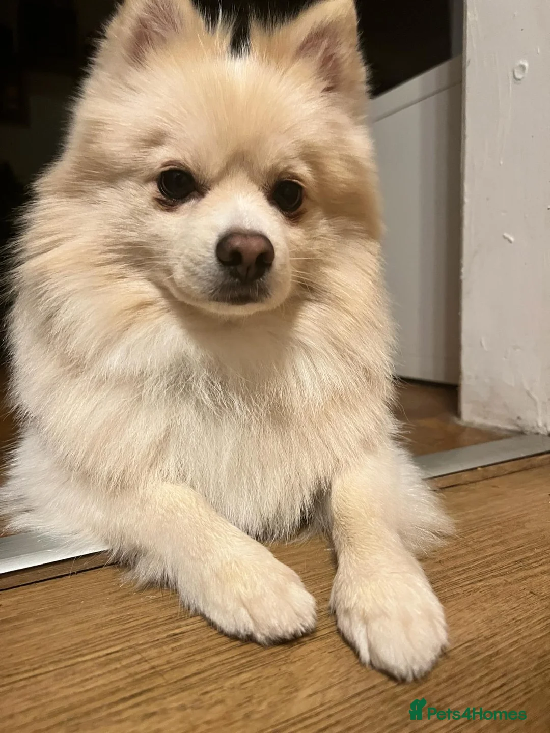 Pomeranian dogs for stud: Pomeranian - Advert 4