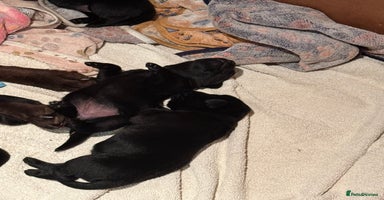 Labrador Retriever dogs - Advert 10