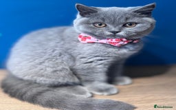 British Shorthair cats for sale: Beautiful GCCF Registered BSH Kittens - Ready Now - Image 5
