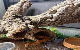 Corn Snake reptiles for sale: Male and female corn snakes and enclosure - Advert 2