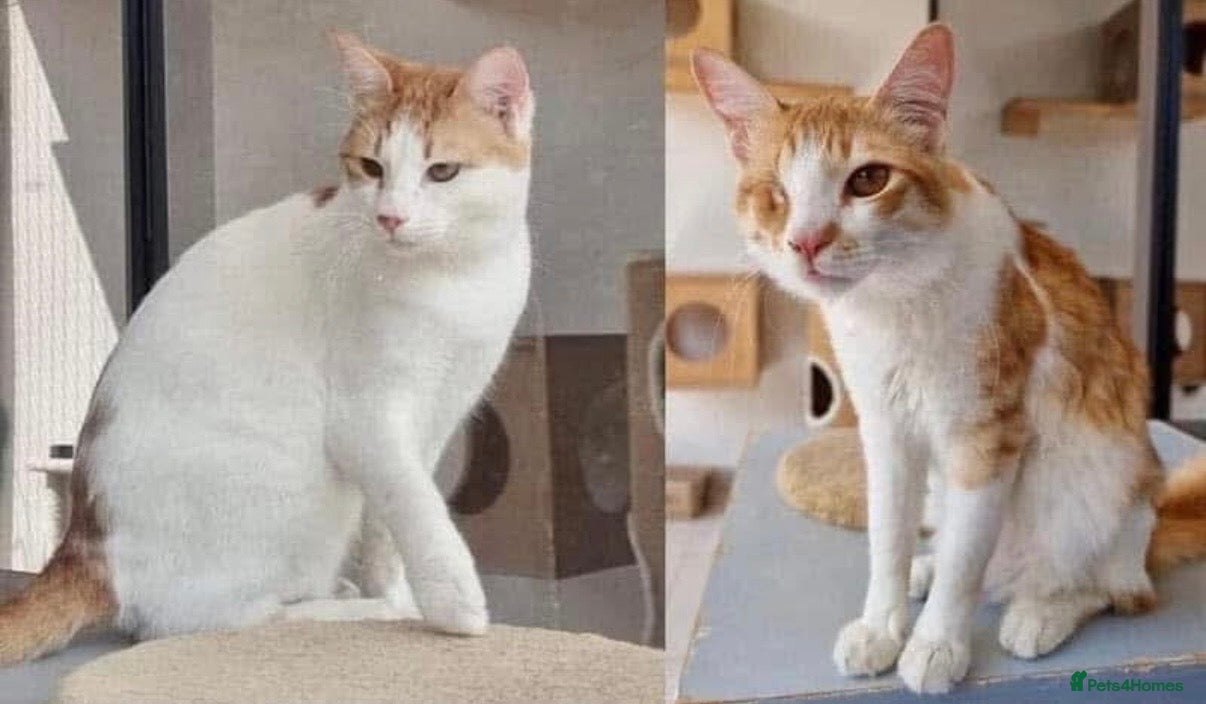 Arabian Mau cats Chip and Dale  - Advert 2