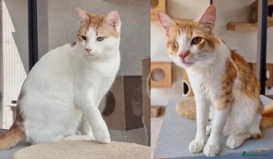 Arabian Mau cats for adoption: Chip and Dale  - Advert 1