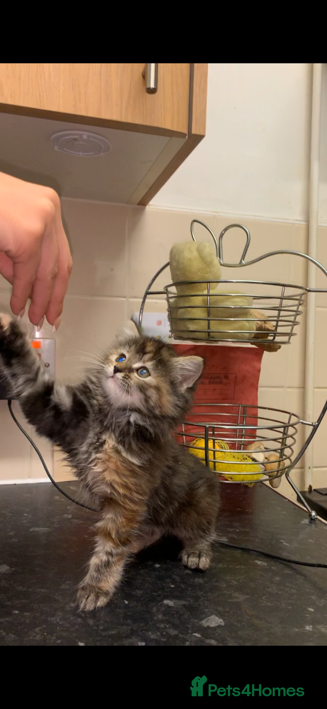 Maine Coon cats for sale: Beautiful Maine Coon Kittens  - Advert 5