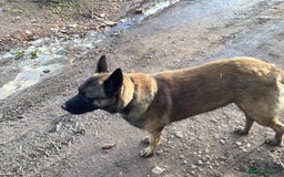 Belgian Shepherd Dog dogs for sale: Belgian shepherd puppies - Image 2