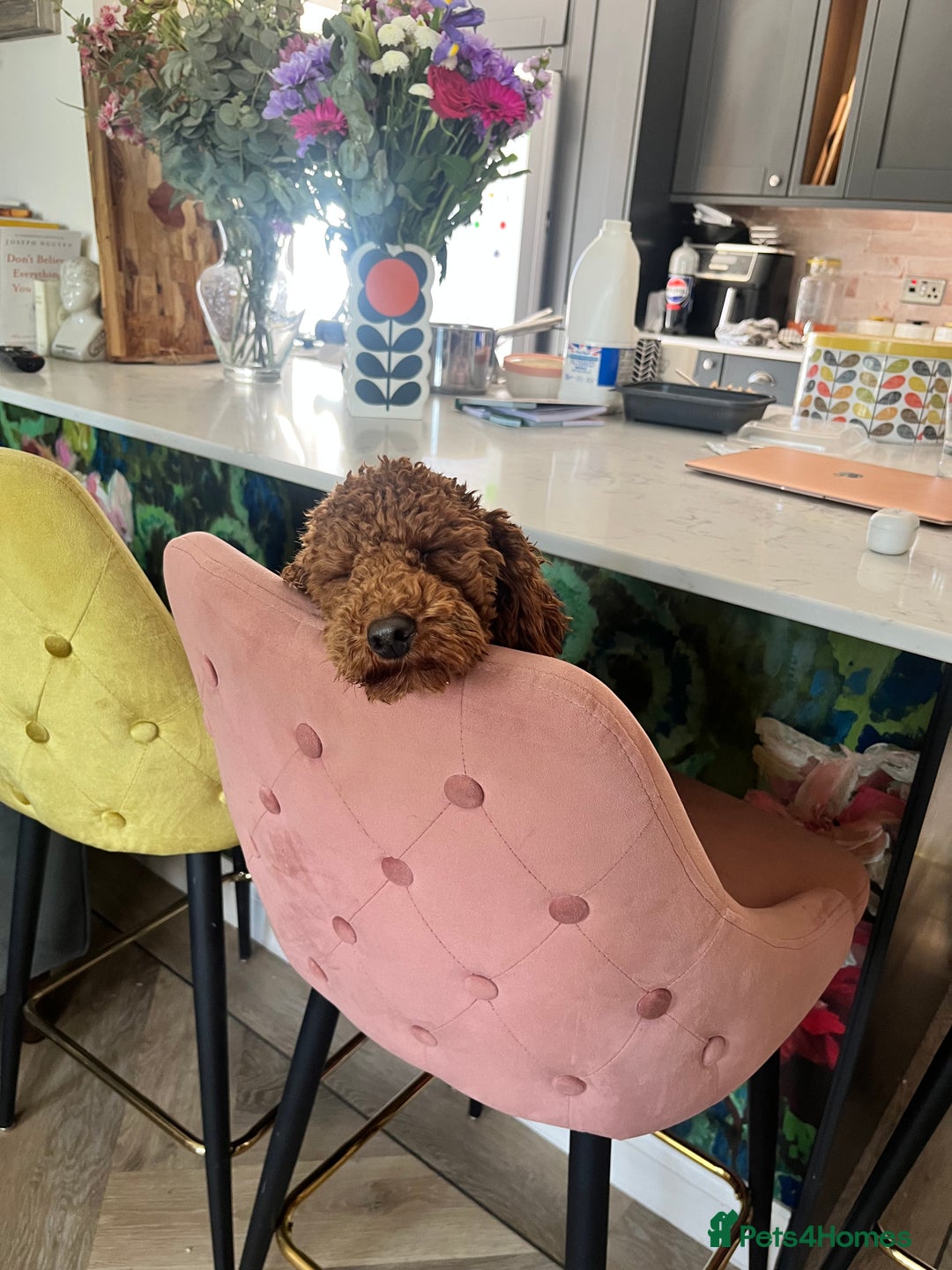 Cockapoo dogs for sale: Show Cockapoo F1b pups 5* Licensed breeder - Advert 9