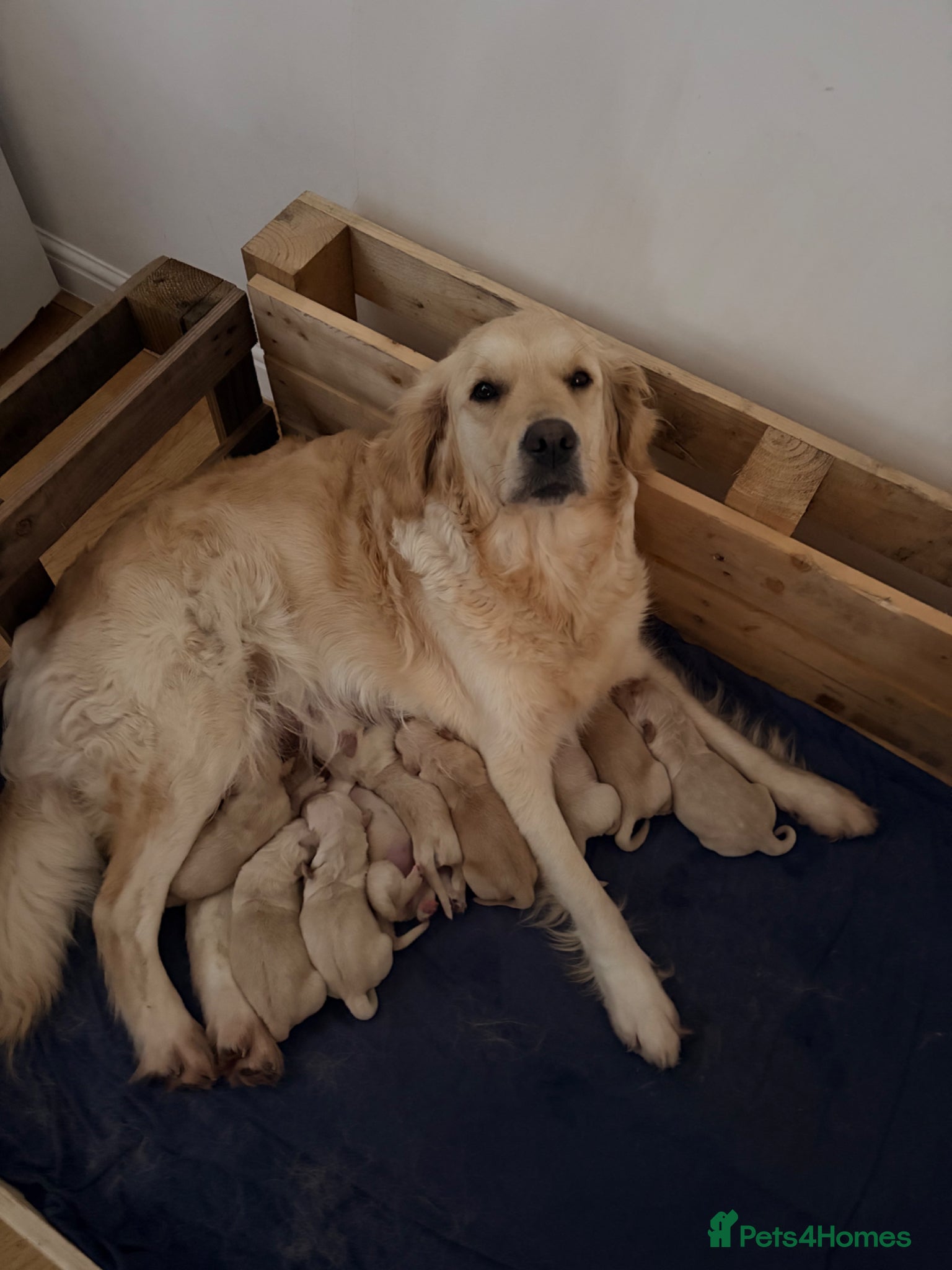 Golden Retriever dogs for sale: Golden retriever puppies for sale 🐶 - Advert 1