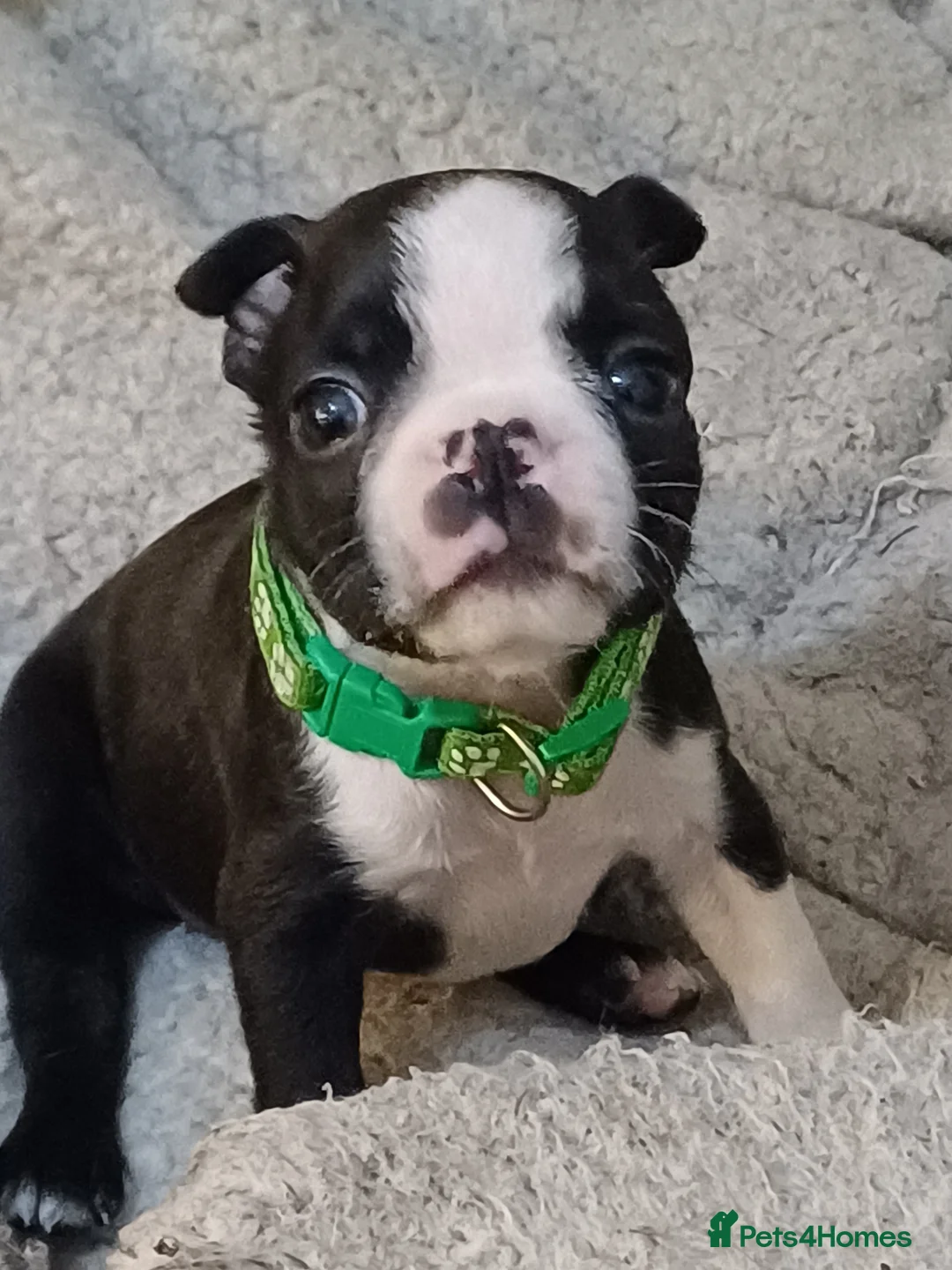 French Bulldog dogs for sale: Healthy Boy is Available - Advert 1