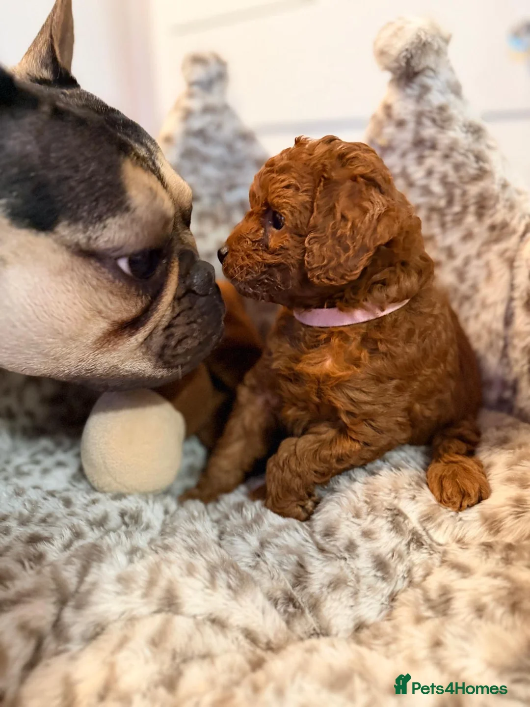 Labradoodle dogs for sale: Toy/mini multigenerational F2BB labradoodles  - Advert 2