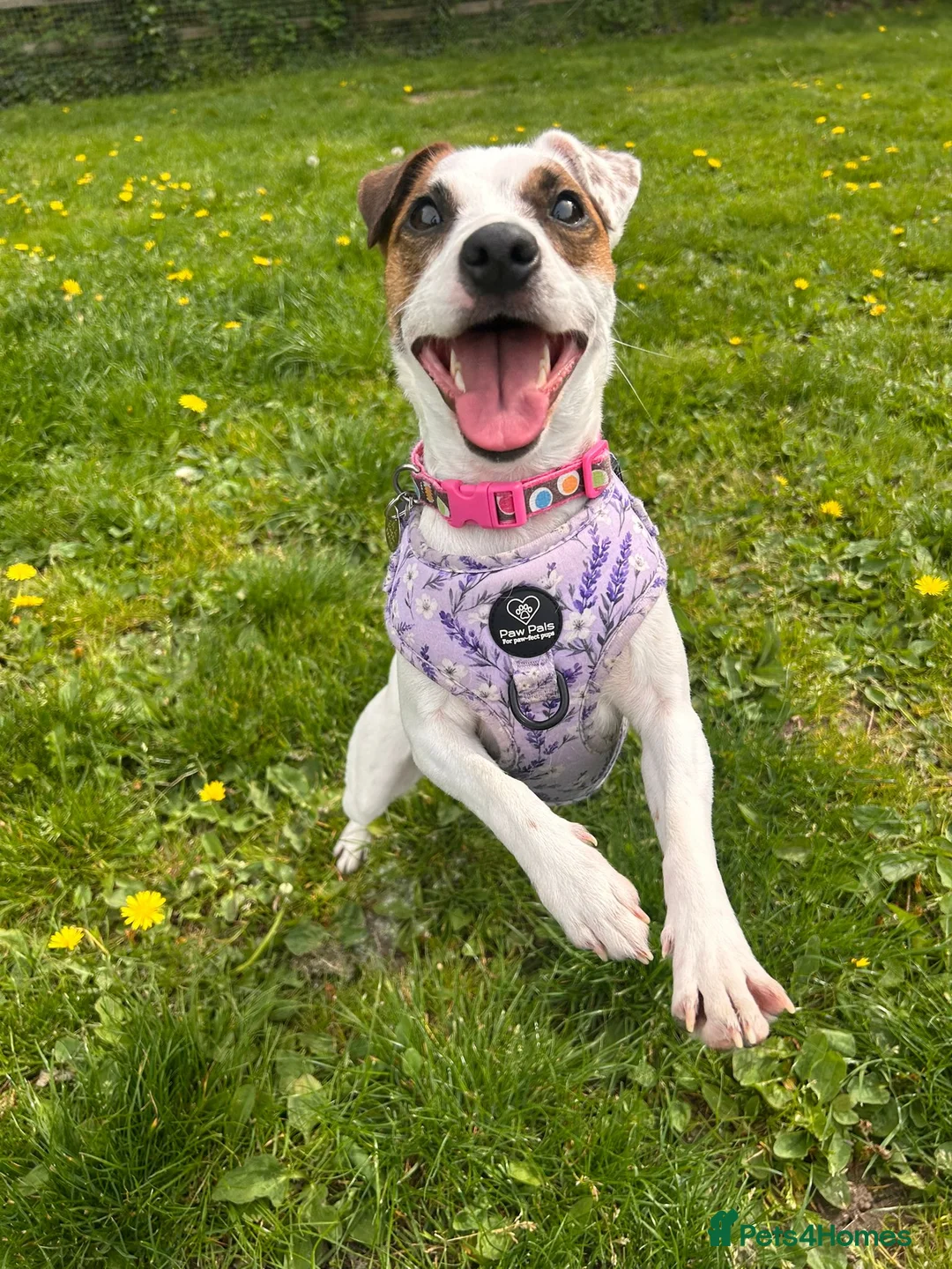 Jack Russell dogs for adoption: Patty - Advert 3