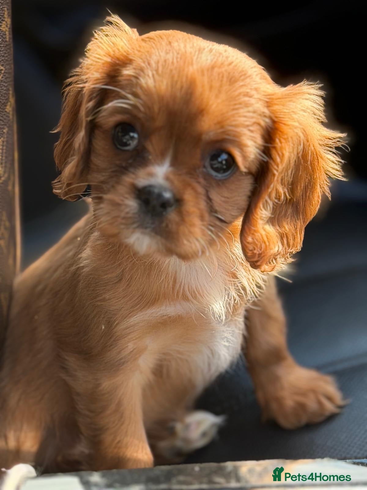 Cavalier King Charles Spaniel dogs Beautiful ruby kc cavaliers health tested parents  - Advert 1