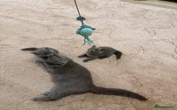 British Shorthair cats for sale: British Shorthair kittens for sale  - Image 10