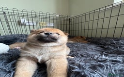 Japanese Shiba Inu dogs for sale: KC Registered Japanese Shiba-Inus  - Image 12