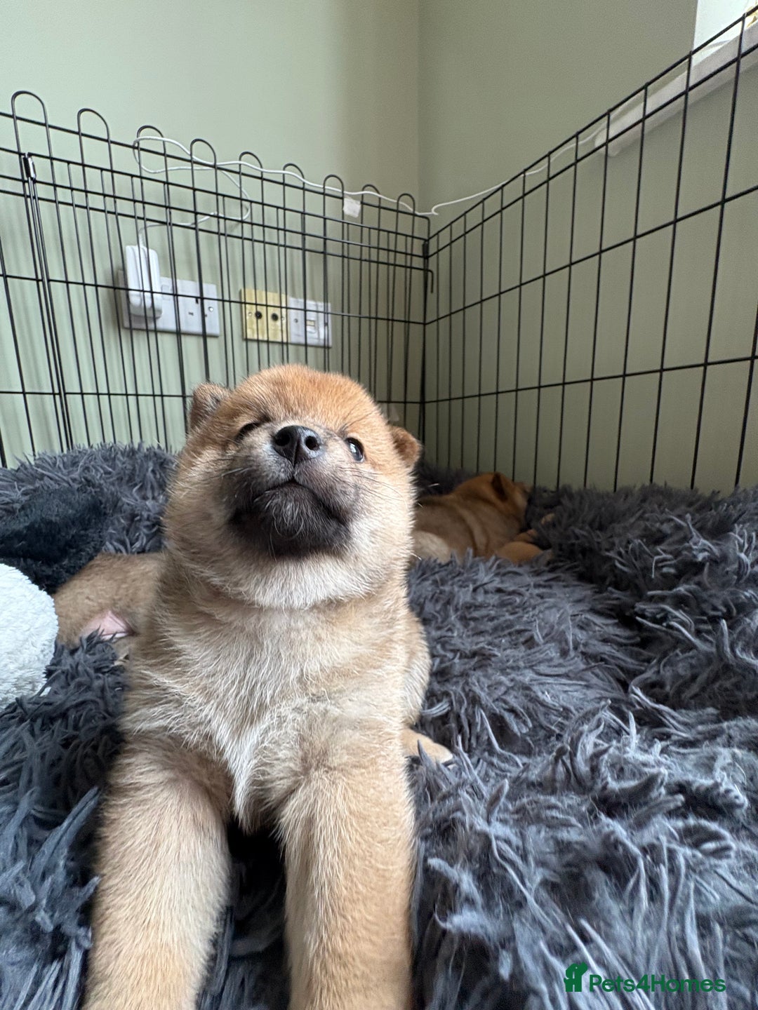 Japanese Shiba Inu dogs for sale: KC Registered Japanese Shiba-Inus  - Image 12