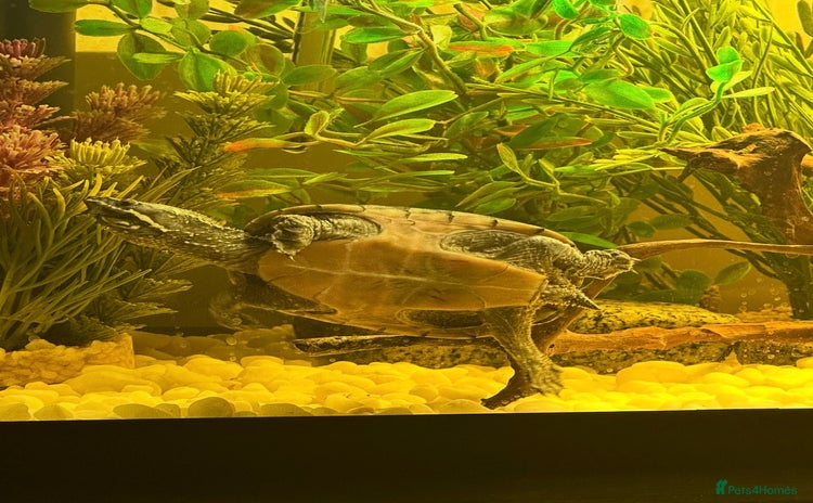 Turtle reptiles - Advert 3