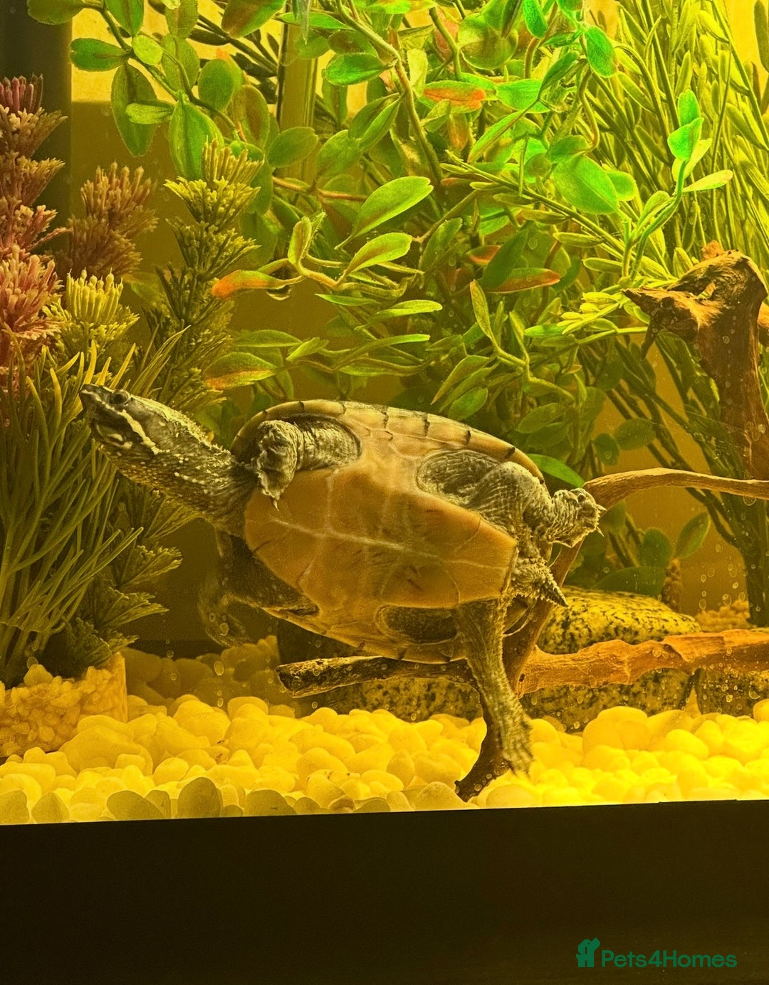 Turtle reptiles for sale: Female musk turtles  - Image 1
