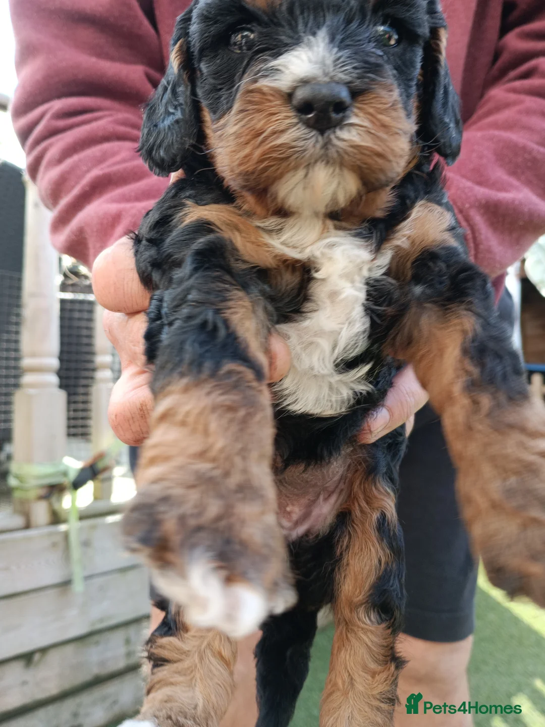 Cavapoo dogs for sale: Stunning cavapoos in amazing colours  - Advert 2