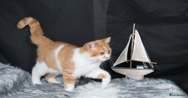 British Shorthair cats - Advert 3