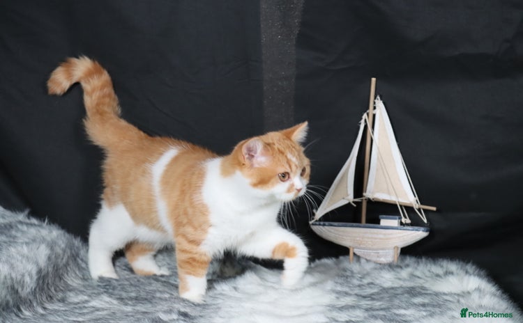 British Shorthair cats - Advert 12