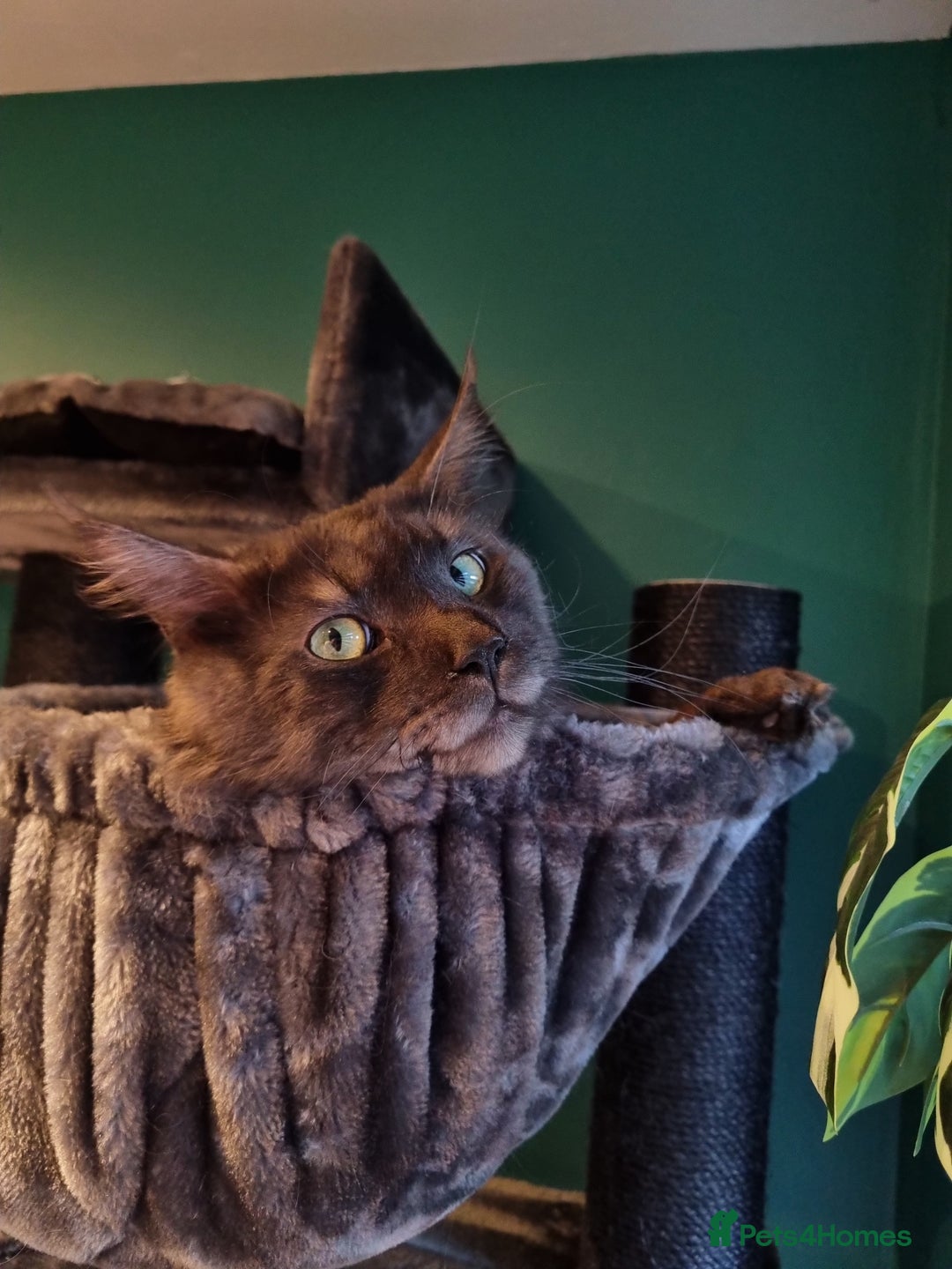 Maine Coon cats for stud: Sake  - Image 2