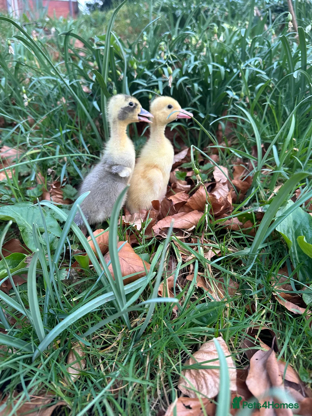 Chickens poultry for sale: Chicks an Ducklings in a range of breeds  - Advert 2
