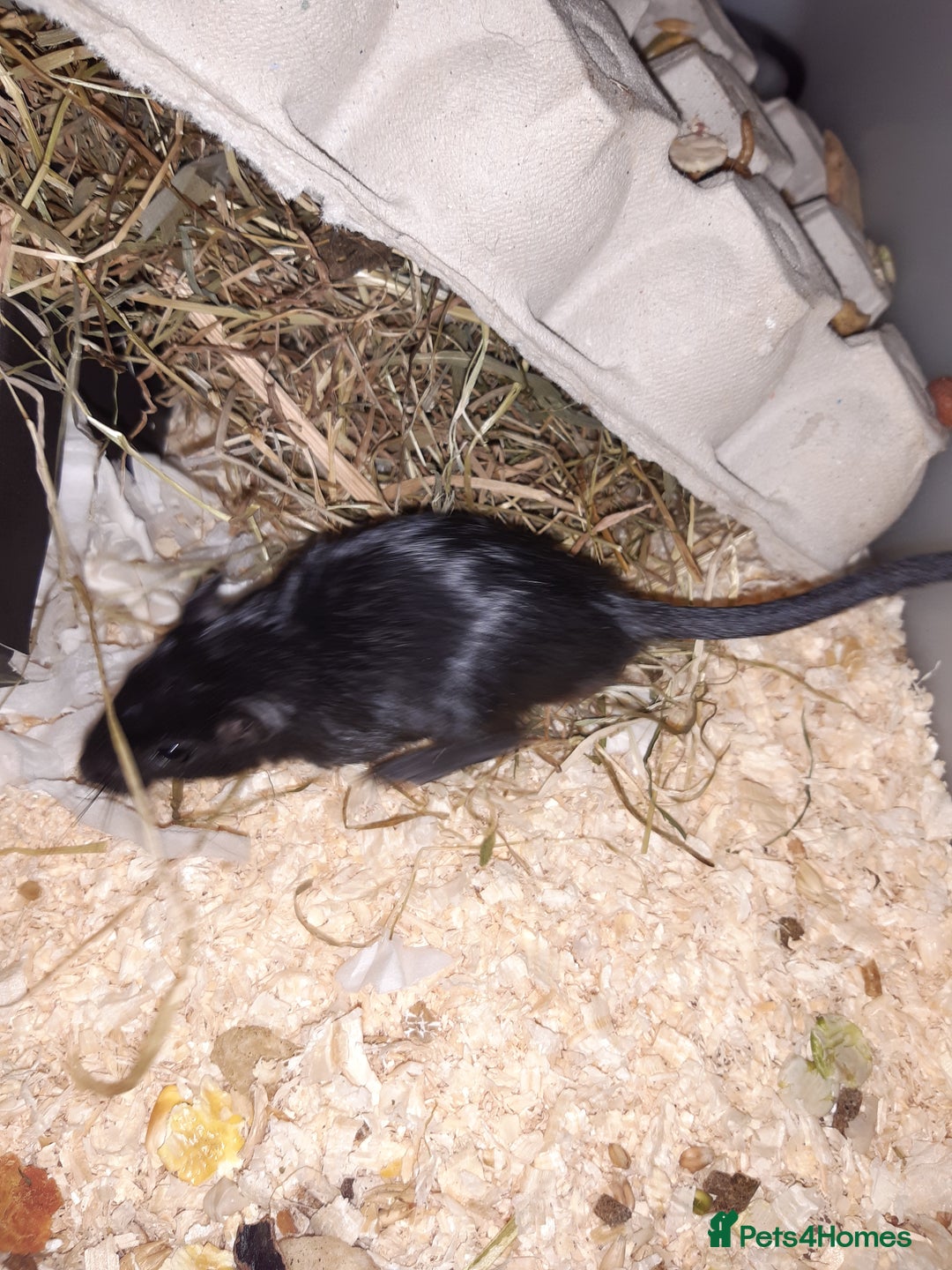 Gerbil rodents for sale: Super friendly gerbils from hobby breeder  - Advert 10