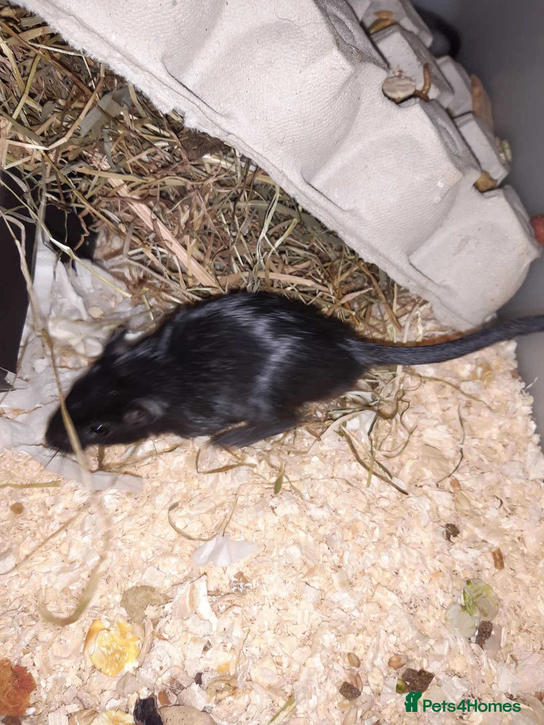 Gerbil rodents for sale: Super friendly gerbils from hobby breeder  - Advert 10