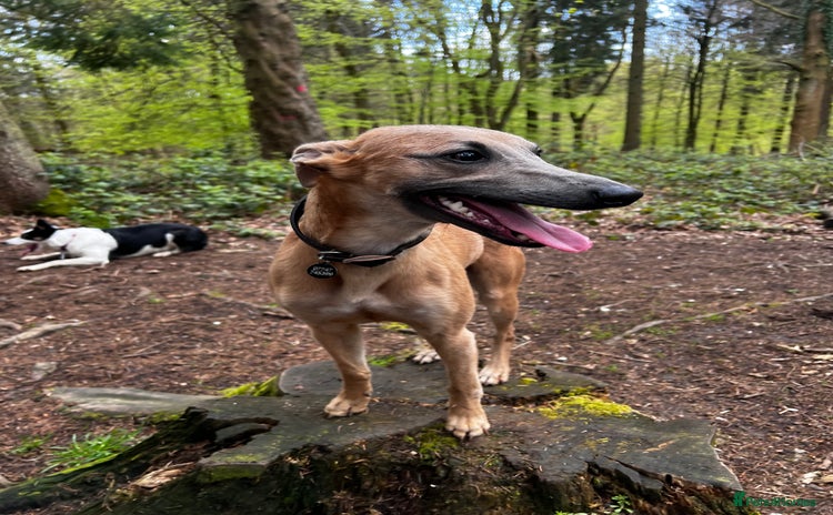 Whippet dogs - Advert 1