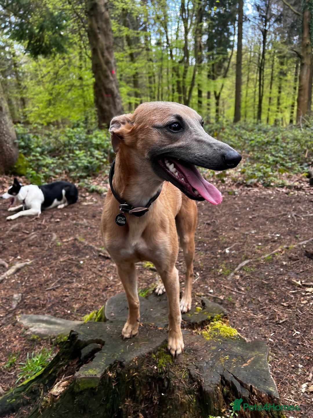 Whippet dogs for stud: Whippet Stud – Rhylan Chunk (Bandi)  - Image 1