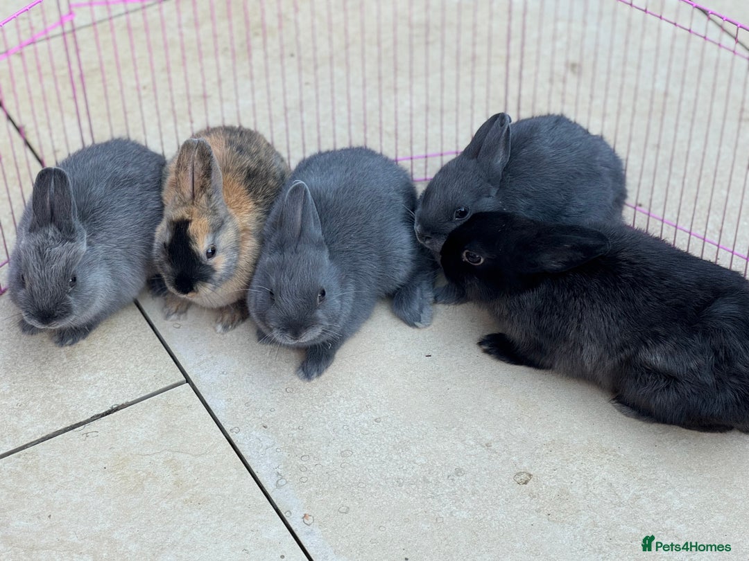 Netherland Dwarf rabbits for sale: Pure Bred Netherlands Dwarf Bunnies  - Image 1