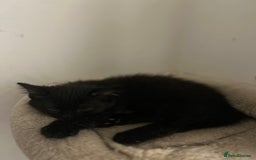 Domestic Shorthair cats for sale: 🐾 Kittens Ready for Loving Homes! 🐾 in Bromley - Image 9