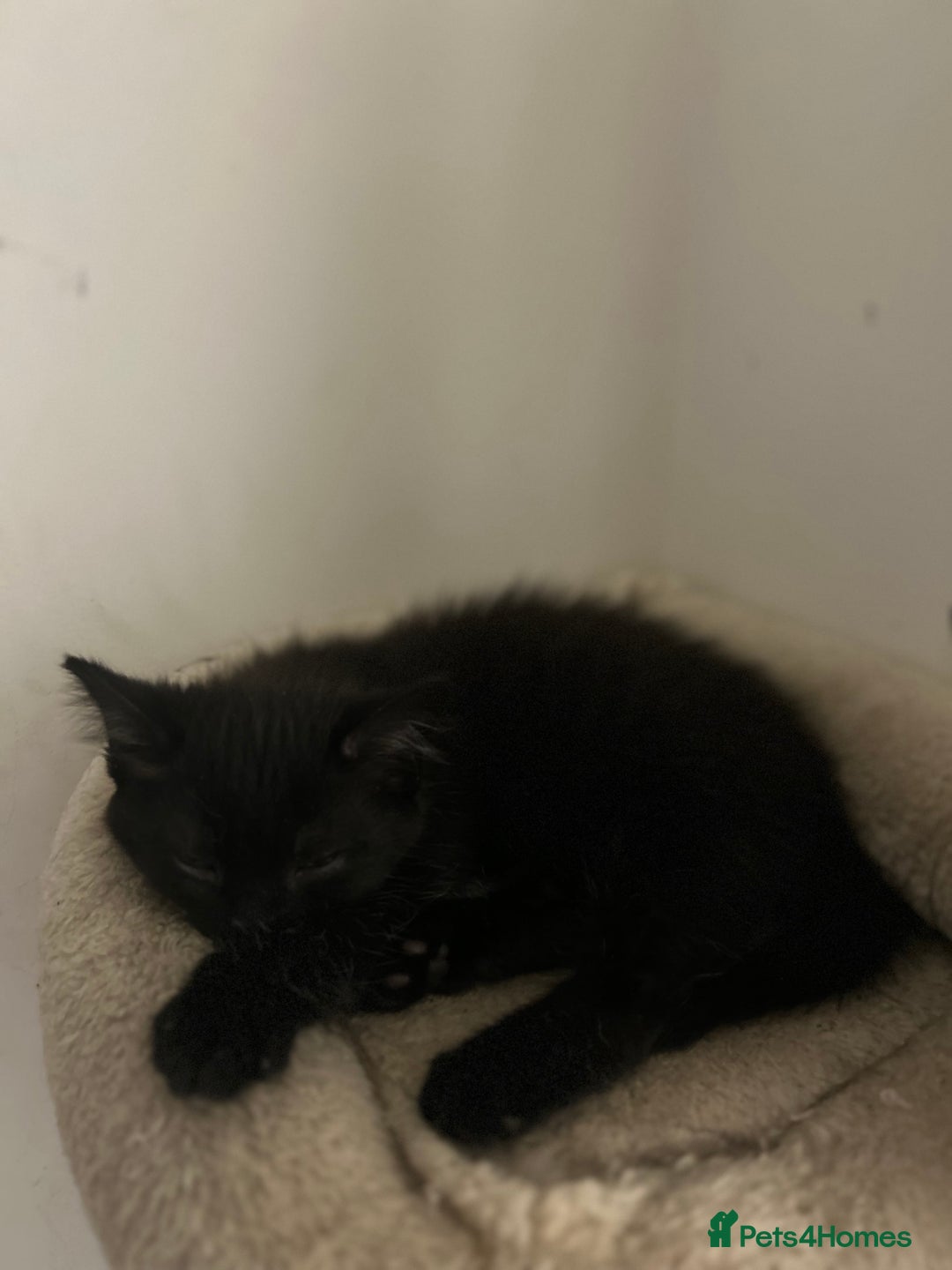 Domestic Shorthair cats for sale: 🐾 Kittens Ready for Loving Homes! 🐾 in Bromley - Image 9