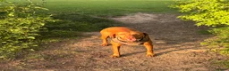 Hungarian Vizsla dogs for sale: Gorgeous kc registered vizsla puppies  in Birmingham - Advert 1