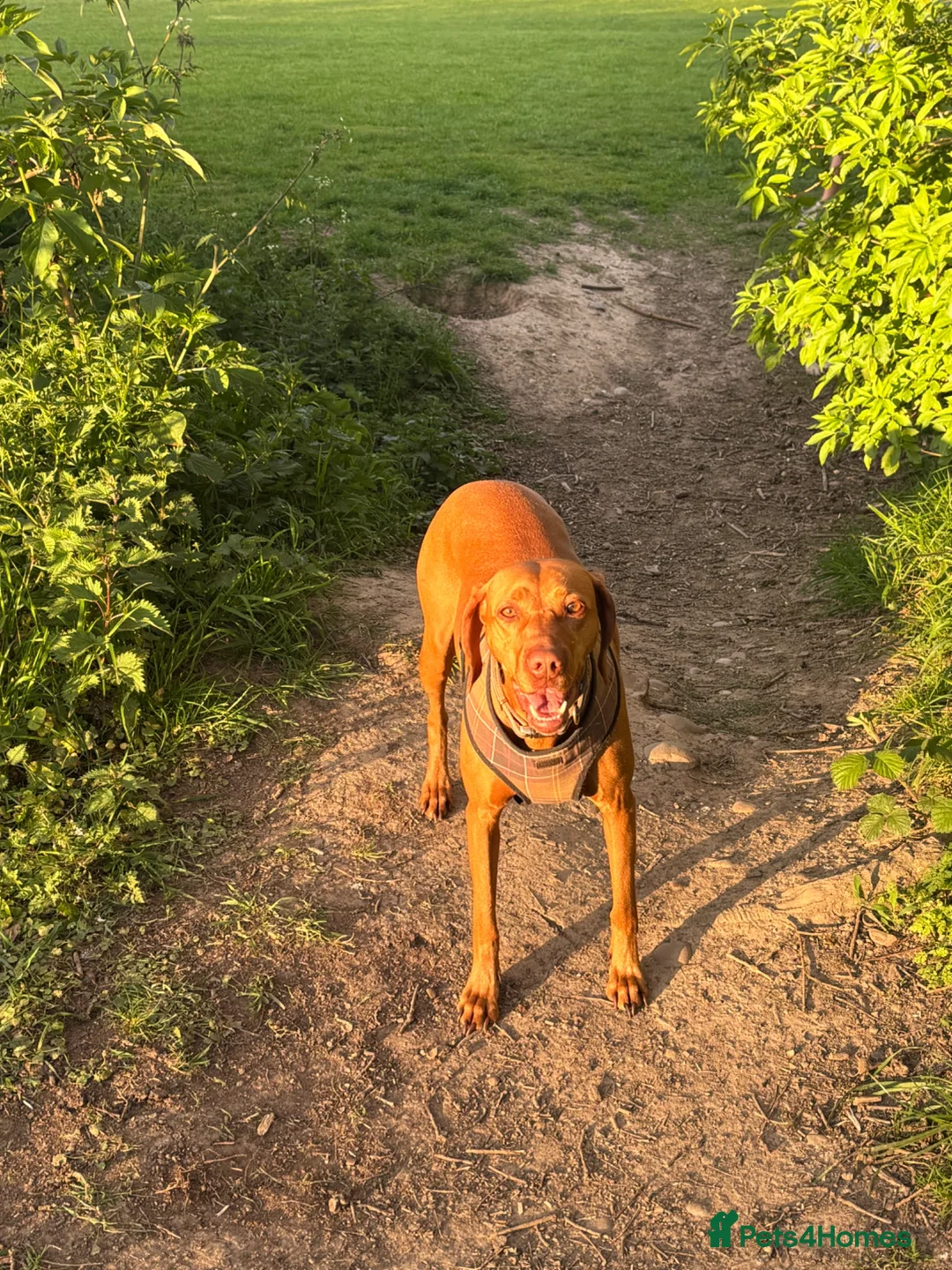 Hungarian Vizsla dogs for sale: Gorgeous kc registered vizsla puppies  in Birmingham - Advert 1