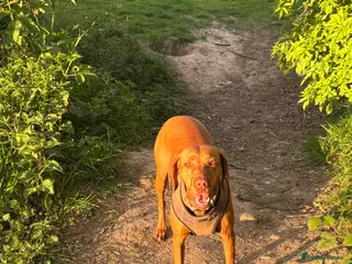 Hungarian Vizsla dogs Gorgeous kc registered vizsla puppies - Advert 17