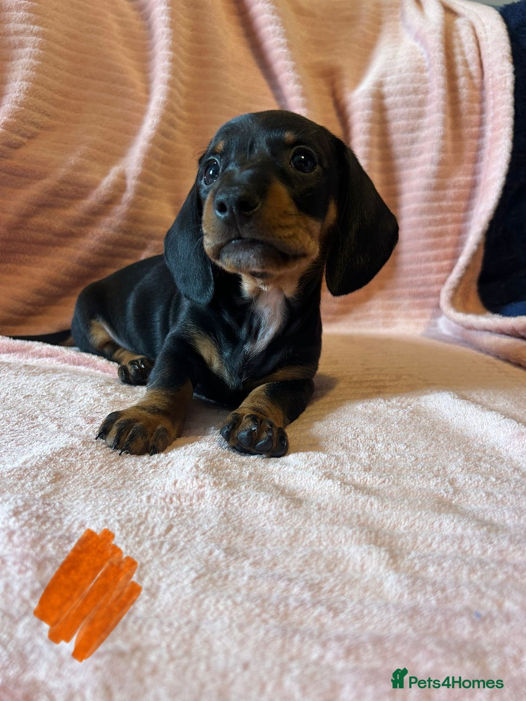 Miniature Dachshund dogs for sale: Miniature dachshunds - Image 9