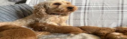 Cockapoo dogs for sale: F1b cockapoo puppies - Health test clear  in Staines - Advert 24