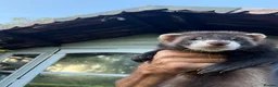 Ferret rodents for sale: Hob Sable black ferret 16 weeks old - Advert 1