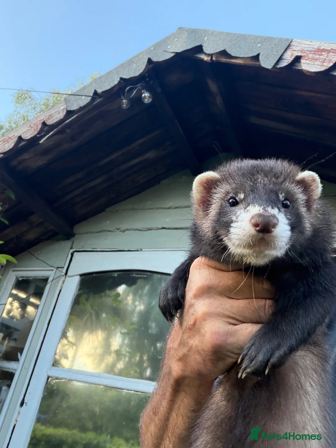 Ferret rodents for sale: Hob Sable black ferret 16 weeks old - Advert 1