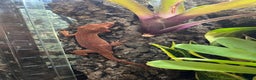 Gecko reptiles for sale: Various crested geckos and gargoyles - Advert 16