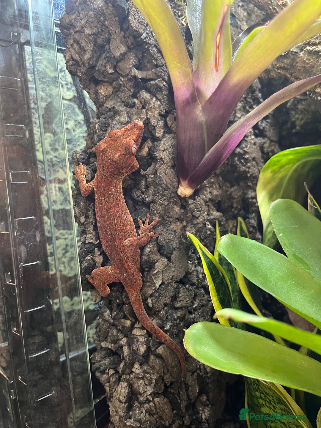 Gecko reptiles for sale: Various crested geckos and gargoyles - Image 16