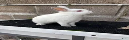 Netherland Dwarf rabbits for sale: Netherland dwarf  - Advert 4