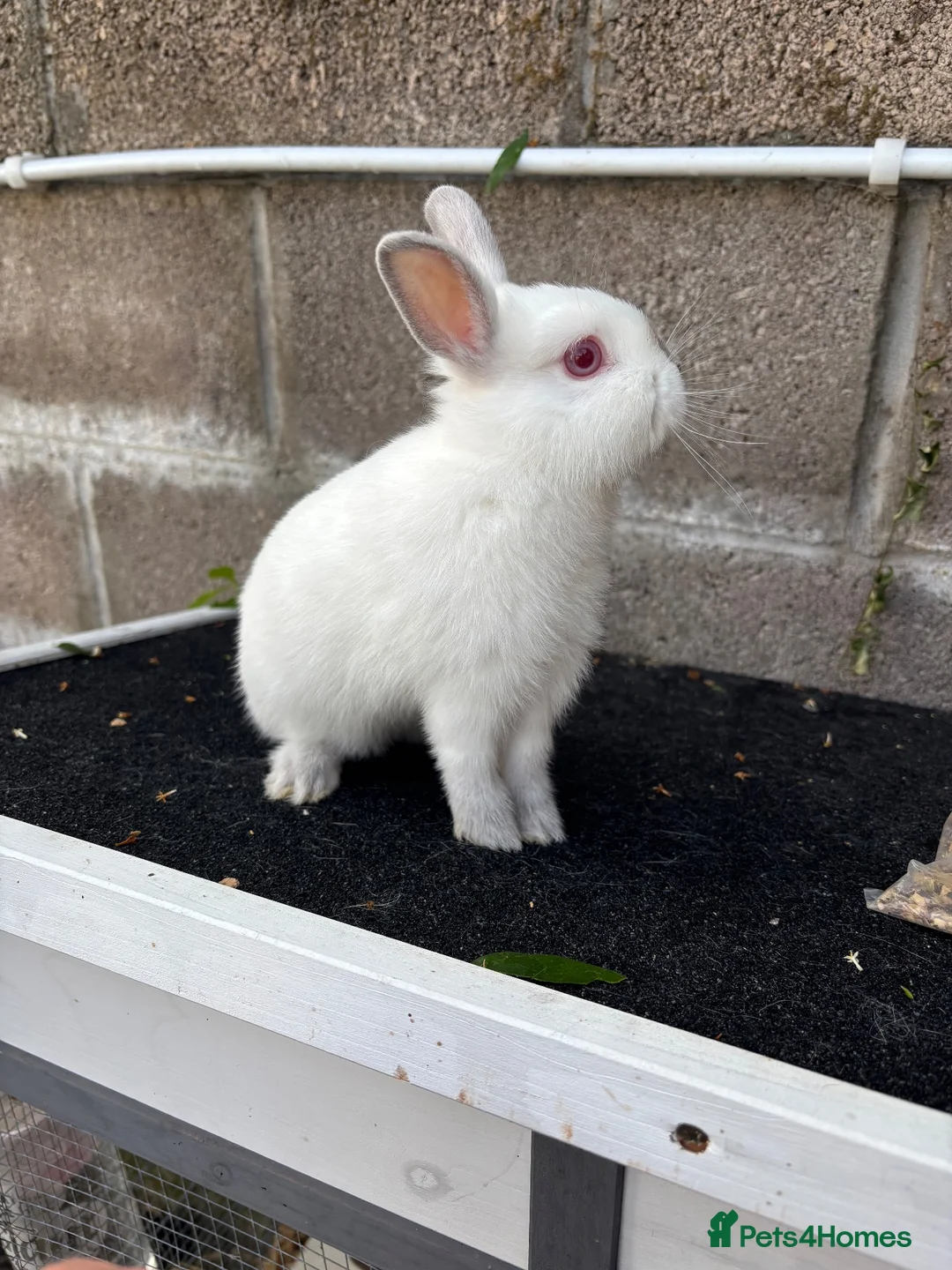 Netherland Dwarf rabbits for sale: Netherland dwarf  - Advert 4