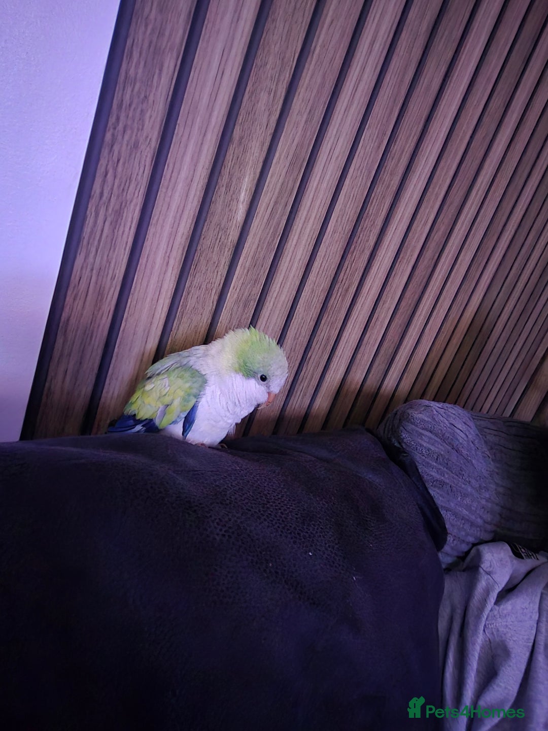 Parakeets birds for sale: Baby Quaker Parrot (monk parakeet) - Advert 1