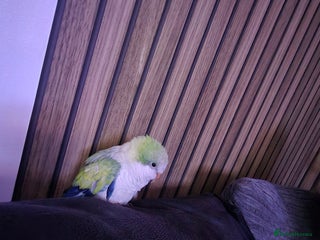 Parakeets birds Baby Quaker Parrot (monk parakeet) - Advert 13