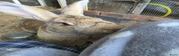 New Zealand rabbits for sale: New Zeeland x Continental Giant Bucks  - Advert 10