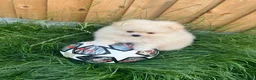 Pomeranian dogs for sale: Small Beautiful Pomeranian Boy  - Advert 11