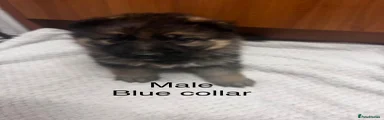 Blue collar 