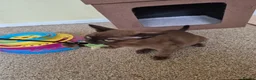 Burmese cats for sale:  Pedigree Brown Male Burmese Kitten - Advert 11