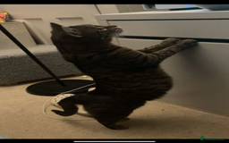 Mixed Breed cats for sale: Female tabby cat  - Image 5
